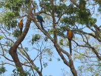 <p> Macaws as seen from the Rupuruni river near Rewa. </p>